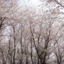 인천대공원(다목적광장) 이미지