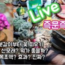 다육이 모든것~ 무엇이든 물어보세요😆덴섬 꽃, 분갈이, 강모래? 산모래? 뭐가 좋을까? 이미지