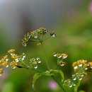 곰배령화원 이미지