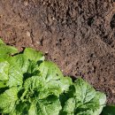 무럭이농장 이미지