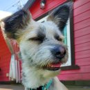 애견동반 멍멍아노올자 이미지