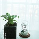 앙쥬플렌트