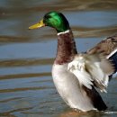 Duck Fly 네이버블로그