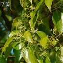 녹나무 이미지