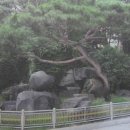 궁정동의 소나무,,, 이미지