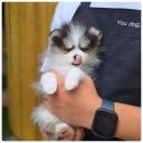 유독 | 부산강아지분양 알아보다 선택하게 된 유독 방문 후기