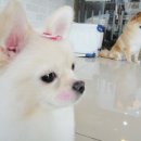 호담동물병원 이미지