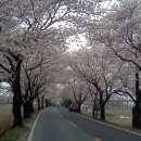 용연사길 이미지