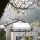 펜션독채 워크샵 여행 유혹하는 벚꽃 가로수길 펜션단체 야유회 좋은 장소 이미지