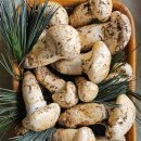 ✨ Premium Pine Mushrooms / 프리미엄 송이버섯 – 추석 특별가 ✨ 이미지