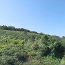 장용수 농장 Daum카페