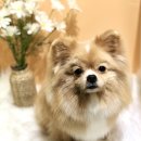 로제펫샵 이미지