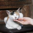 행복한고양이 이미지