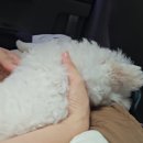 몽마르뜨 동물병원 이미지