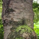 느티나무(Japanese Zelkova) 이미지