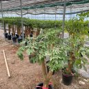 주훈농장 이미지