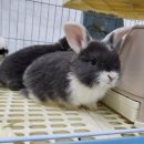 우진펫 이미지