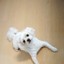 푸른펫살롱 이미지