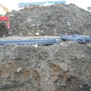 은행나무시장 3 이미지