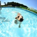 스타독스 이미지