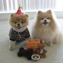 귀여운 강아지 이미지