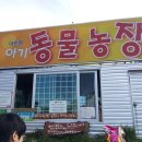 대관령 아기동물농장 이미지