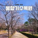 오산1천 | 물향기수목원 벚꽃 개화 현황 동탄 오산 4월 봄 나들이 가볼만한곳