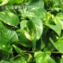 24시 블레스동물메디컬센터 이미지