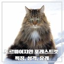 지안포레스트 이미지