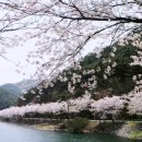 제212차 부안 반계선비길~개암동 벚꽃길 트레킹(23년 4월 2일, 일요일) 이미지