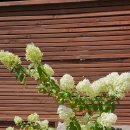 조원동펭귄시장 이미지