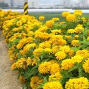 백일홍명품길 이미지