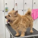 Beauty in Dog's 이미지