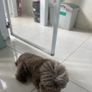 도로시 | 인천 유기견 봉사후기 도로시 지켜줄게