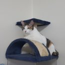 행운냥이 이미지