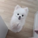 우리집 멍뭉 이미지