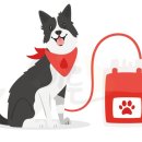 한국동물혈액은행 동물병원 이미지