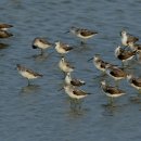 쇠청다리도요(Tringa stagnatilis ) / 쇠청다리와 청다리도요 비교 이미지