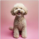 펫퍼스트 24시 강아지분양 고양이분양 파주운정점 이미지