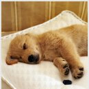 더펫 강아지분양 고양이분양 일산본점 이미지