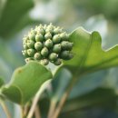 황칠나무집 이미지