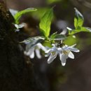 산천초목 이미지