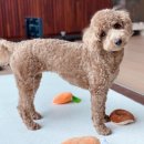 강아지 이모 이미지