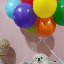 아담하개 이미지