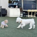 치치댕프탑_양산애견동반카페 석산루프탑카페