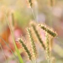 강아지풀 이미지