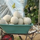 공주농장 이미지