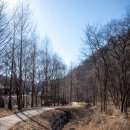 백야자연휴양림 이미지