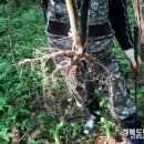 뿌리깊은손 이미지