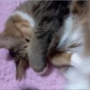 나의 단짝 반려동물 이미지